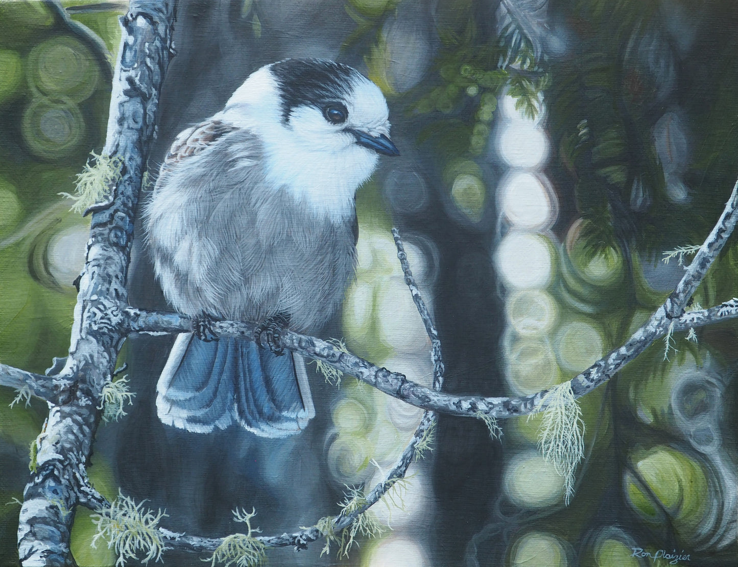 Boreal Beauty - Canada Jay 11"x14" Original Framed image 0