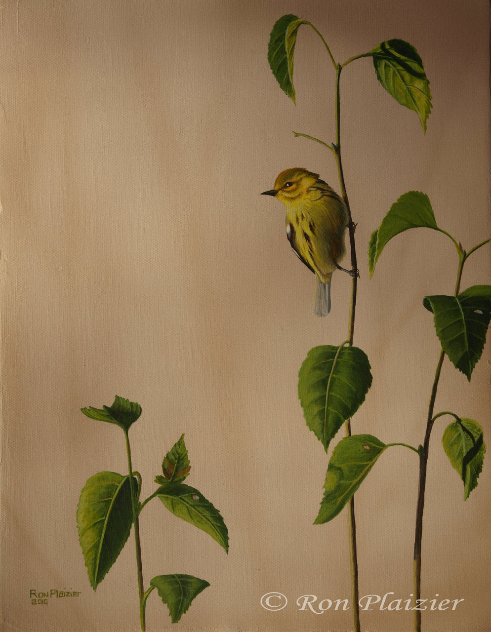 Yellow Warbler 14"x11"- Sold image 0