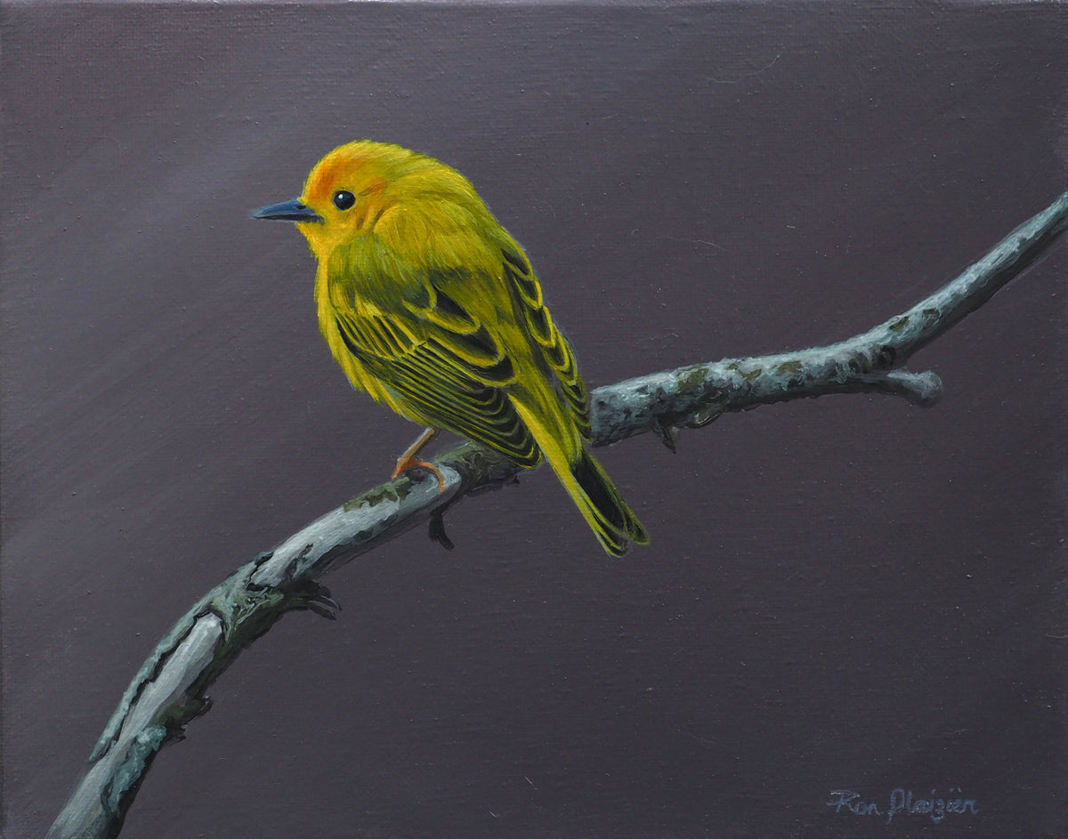 Tiny Dancer - Yellow Warbler 8"x10" Framed