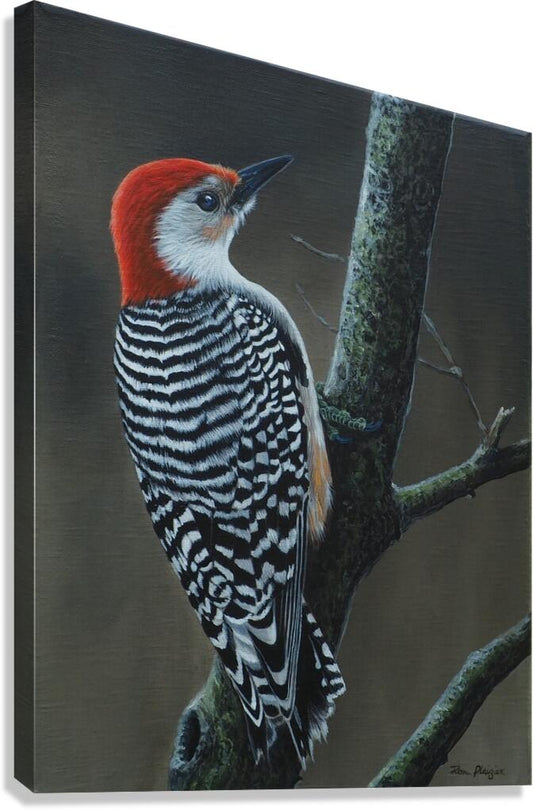 2455486 :: Giclée Stretched Canvas Print