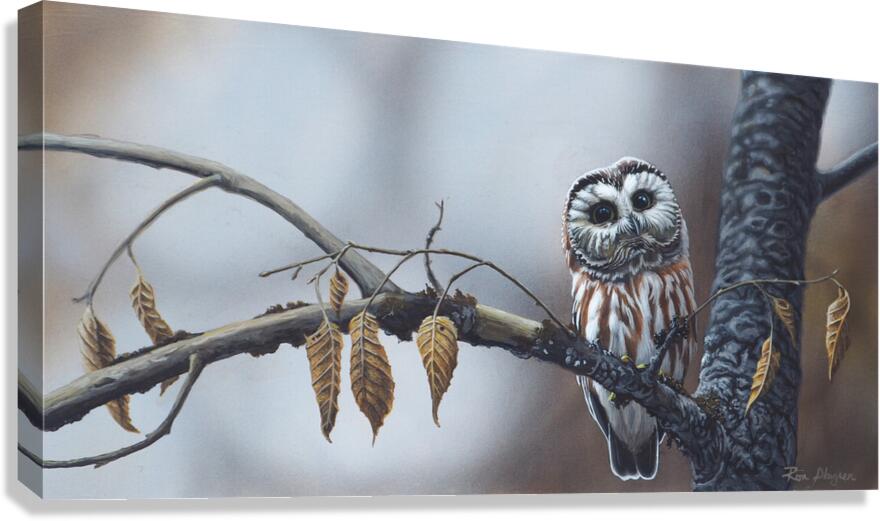 2455504 :: Giclée Stretched Canvas Print