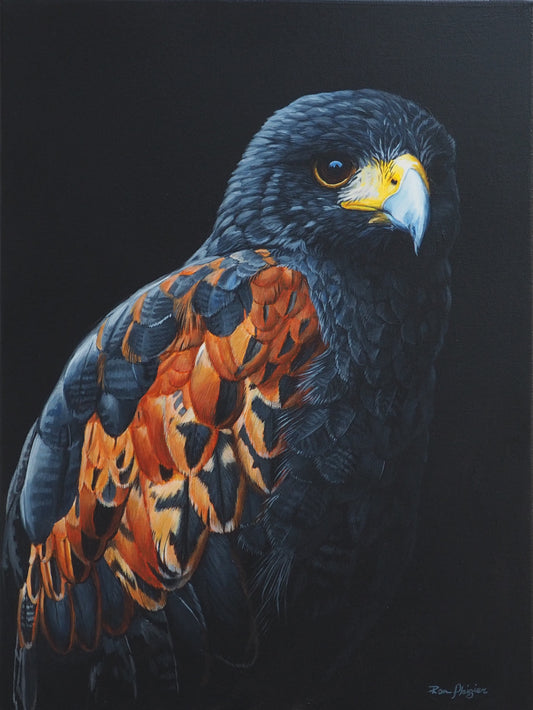 Ember in the Shadows - Harris Hawk 16"x12" Original Framed image 0