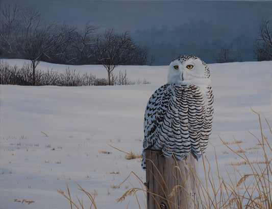Snowy Veil - 14"x18" - SOLD image 0