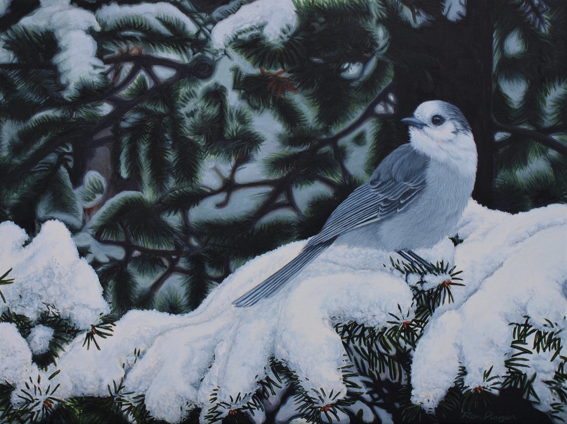 Winter Veil - Canada Jay - 12"x16" Original Framed image 0