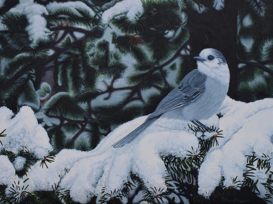 Winter Veil - Canada Jay - 12"x16" Original Framed image 0