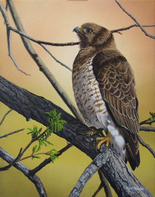 Broad-Winged Hawk 14"x11"  - SOLD image 0