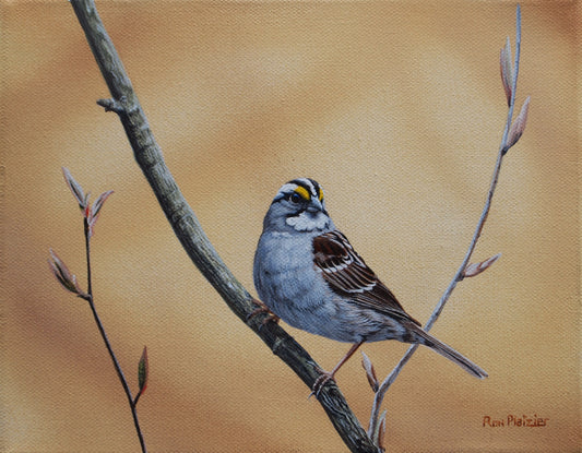 White Throated Sparrow - 8"x10" - SOLD - image 0