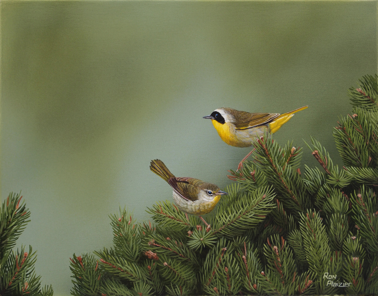 Common Yellowthroat Warbler - 14"x11" - SOLD image 0