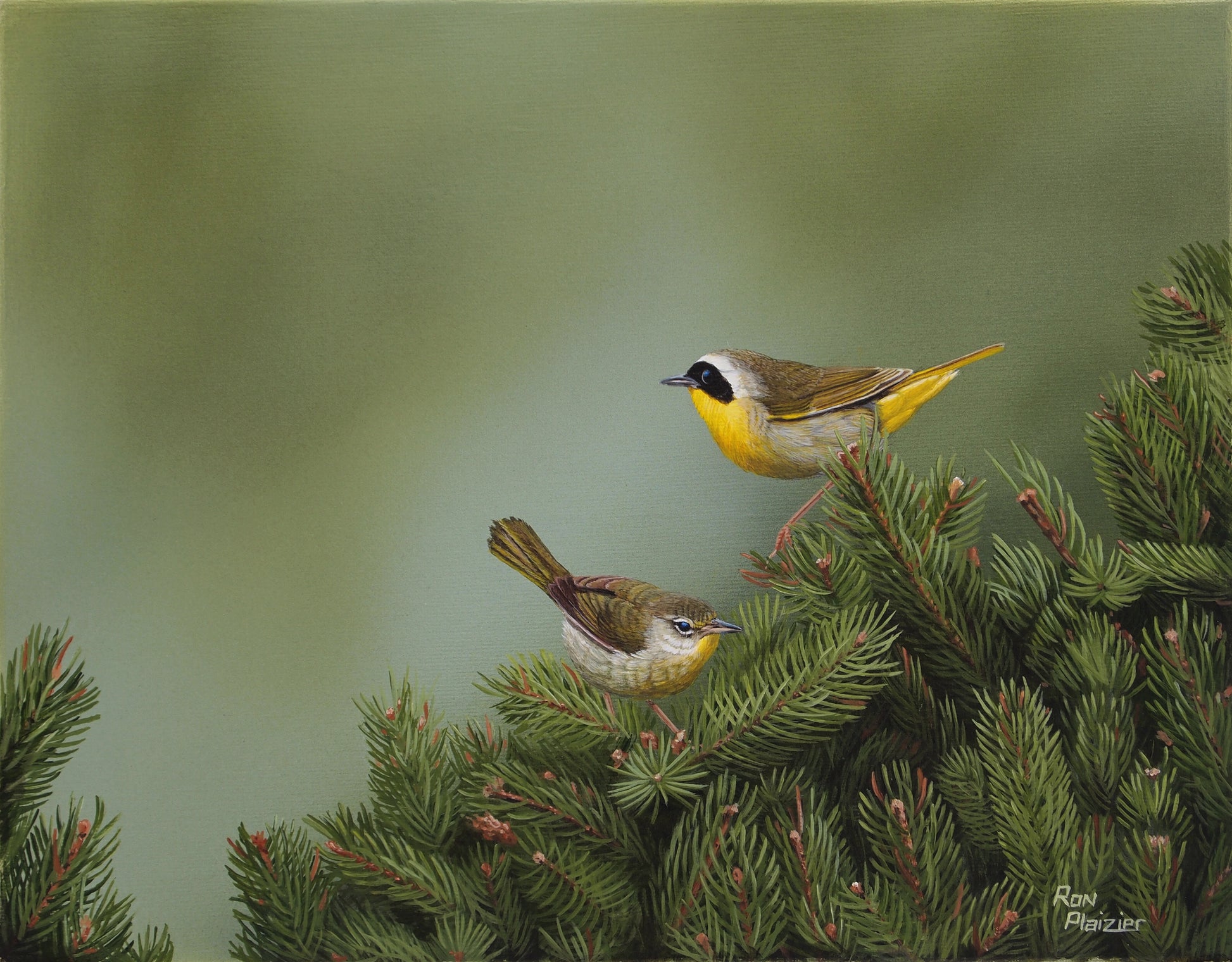 Common Yellowthroat Warbler - 14"x11" - SOLD image 0