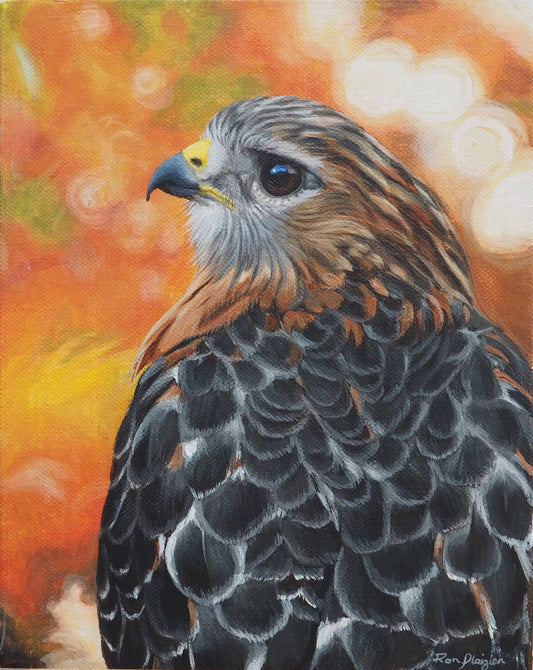 Red-shouldered Hawk Study - 10"x8" Original Framed image 0