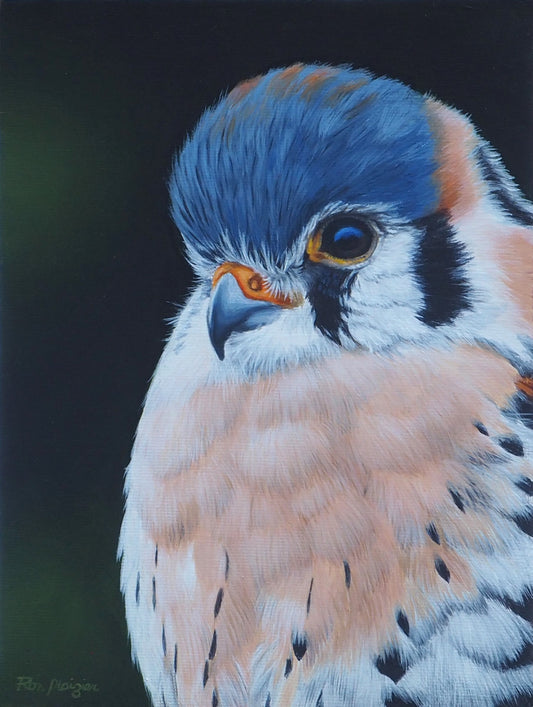 Kestrel Study - 8"x6" - Sold - image 0