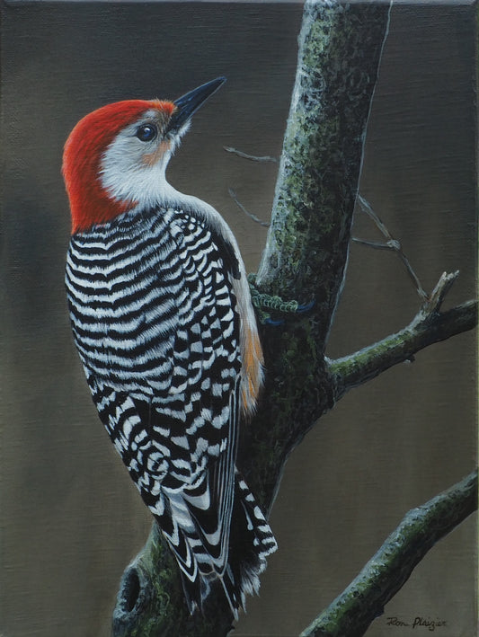 Crimson Forager - Red-breasted Woodpecker 12"x9" - Sold - image 0