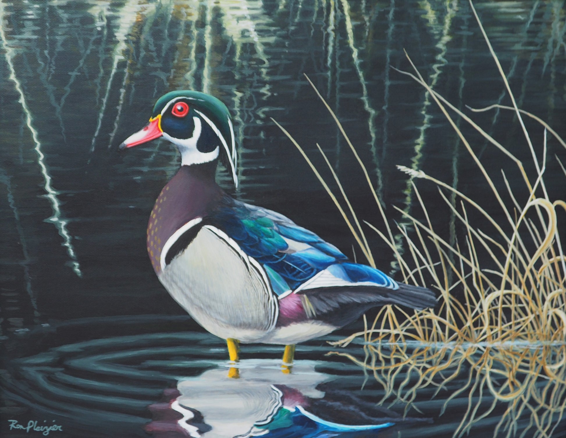 Wood Duck - 14"x18" Original Framed image 0