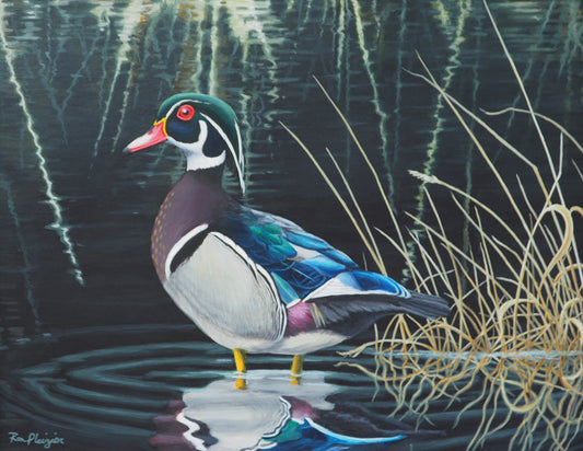 Wood Duck - 14"x18" Original Framed image 0