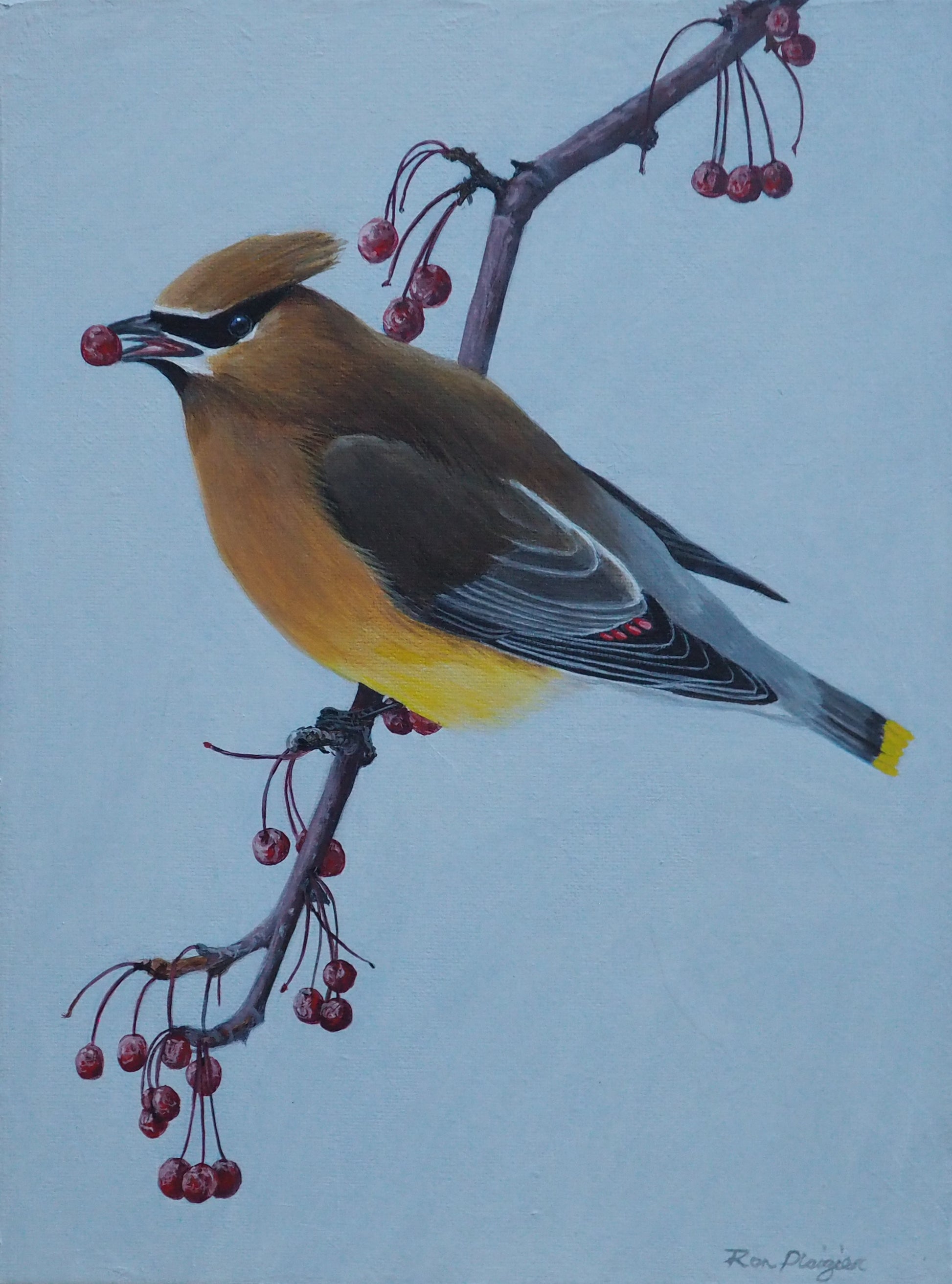 Berry Banquet - Cedar Waxwing - 9"x12" - Original Framed image 0