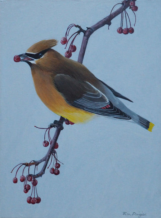 Berry Banquet - Cedar Waxwing - 9"x12" - Original Framed image 0