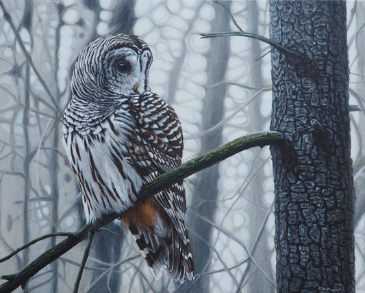 Whisper in the Woods - Barred Owl 16"x20" - Sold - image 0