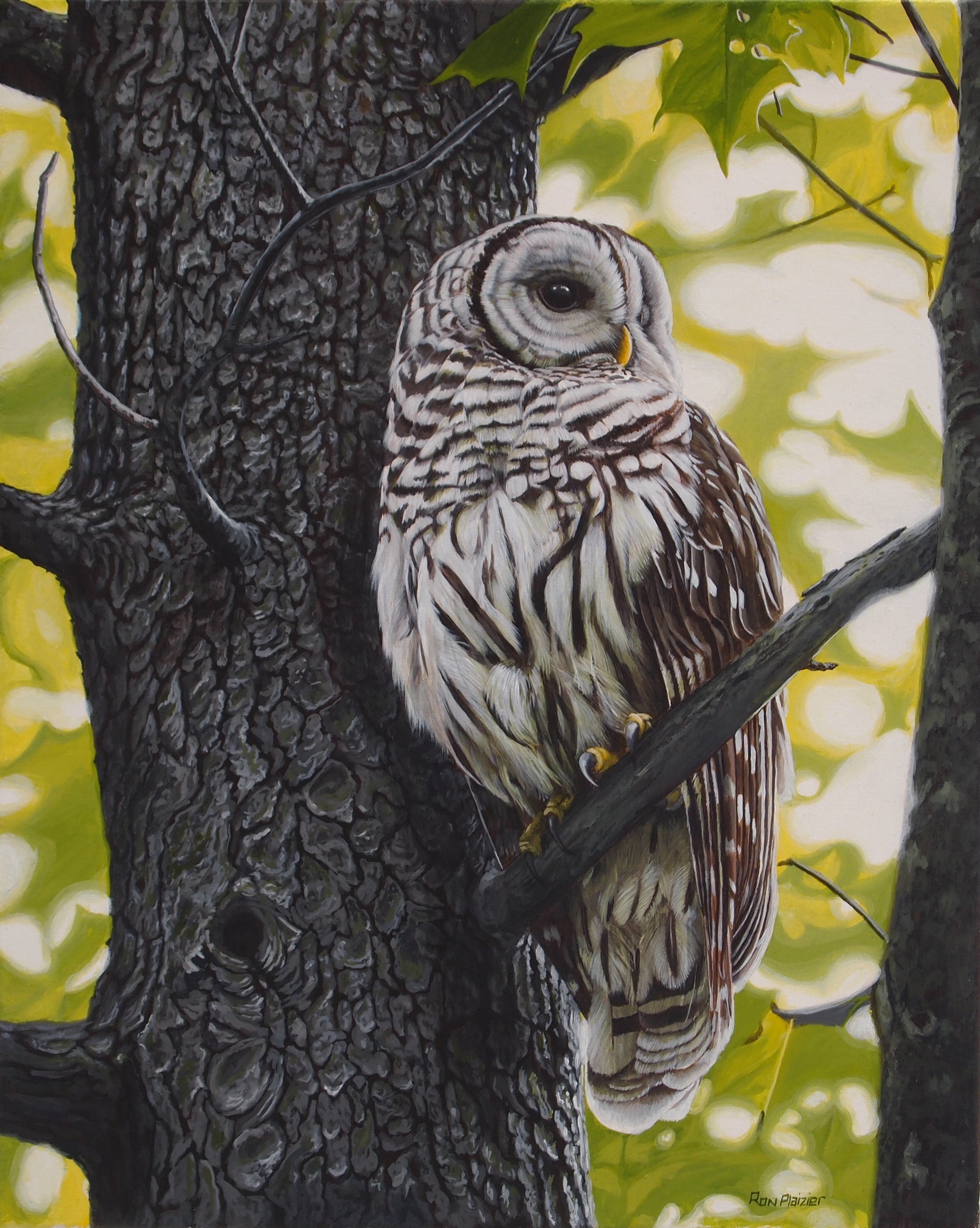 Interlude - Barred Owl - 16"x20" - SOLD image 0