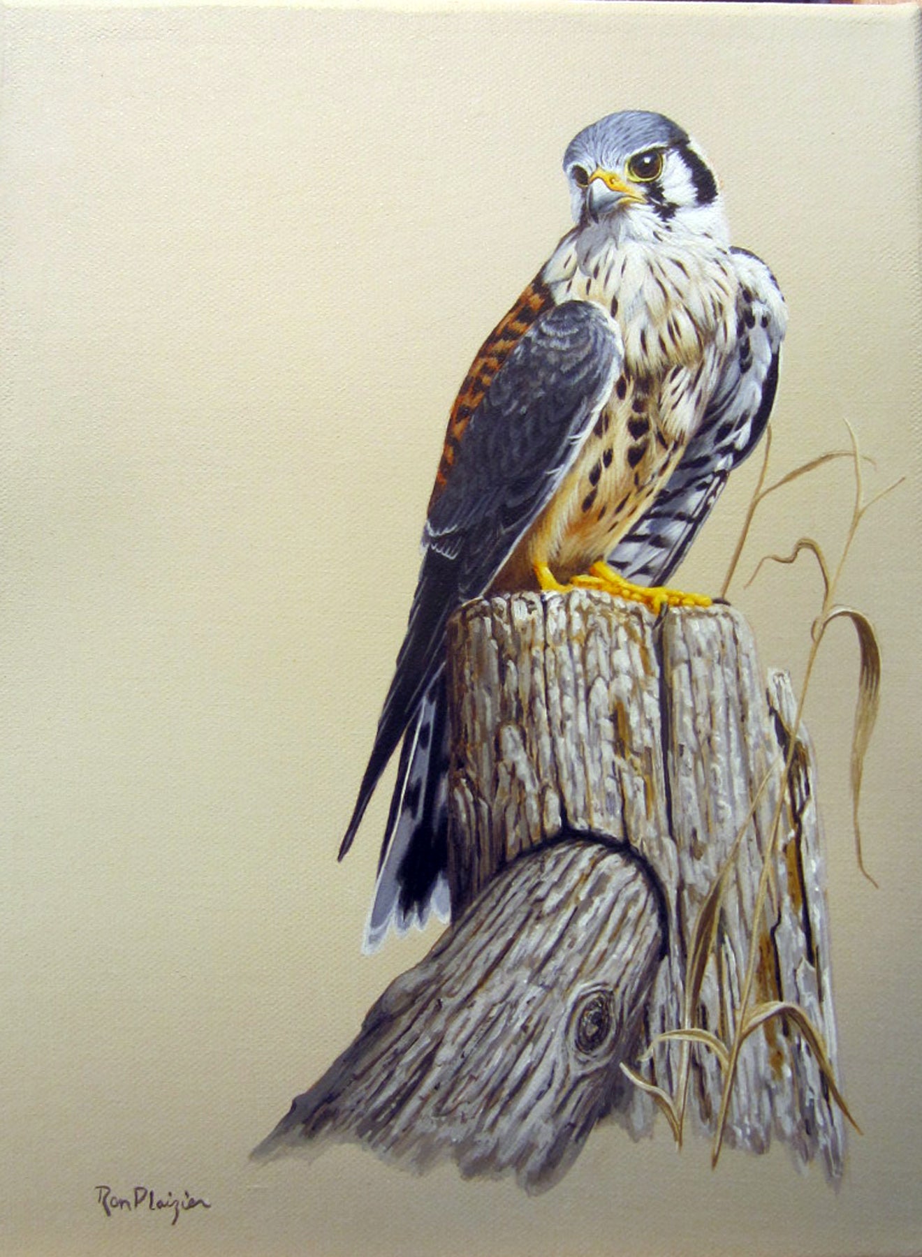 American Kestrel - 12"x9" framed original image 0