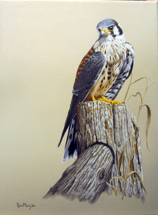 American Kestrel - 12"x9" framed original image 0