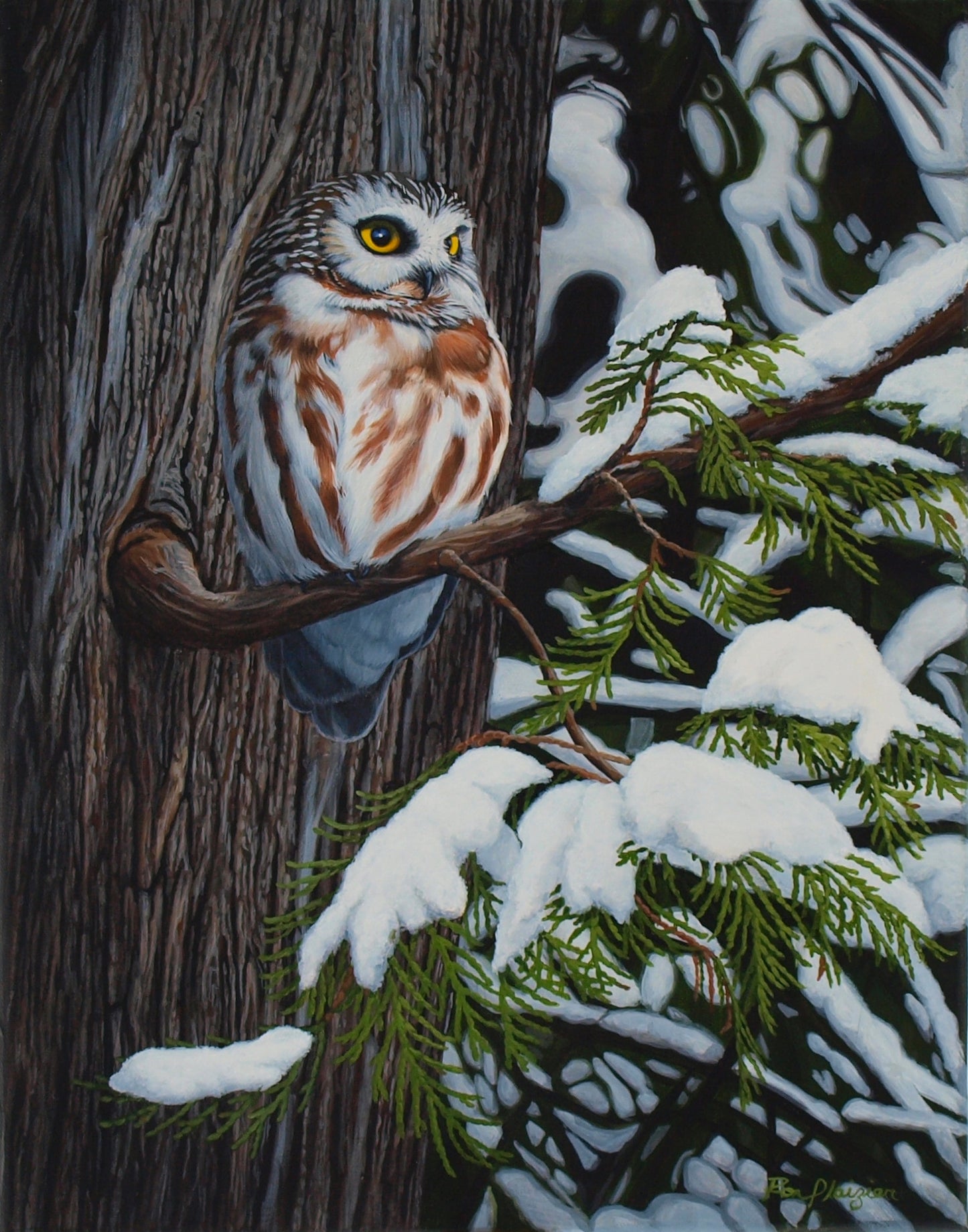 Cedar Haven - Northern Saw Whet - 18"X14" - SOLD - image 0