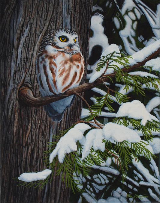 Cedar Haven - Northern Saw Whet - 18"X14" - SOLD - image 0