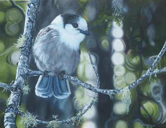 Boreal Beauty - Canada Jay 11"x14" Original Framed image 0