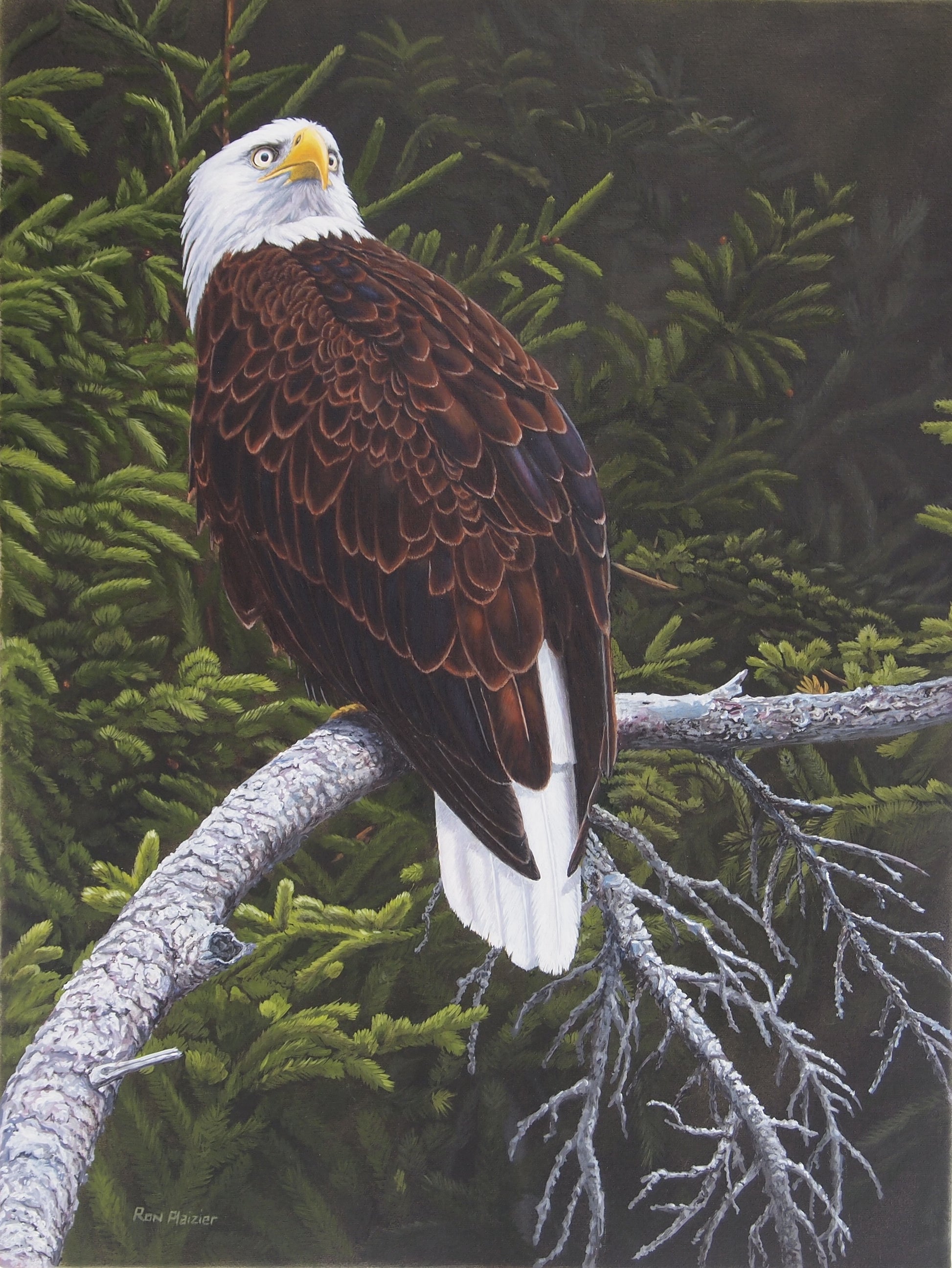 Stoic Pride - Bald Eagle - 24"x18"- SOLD- image 0
