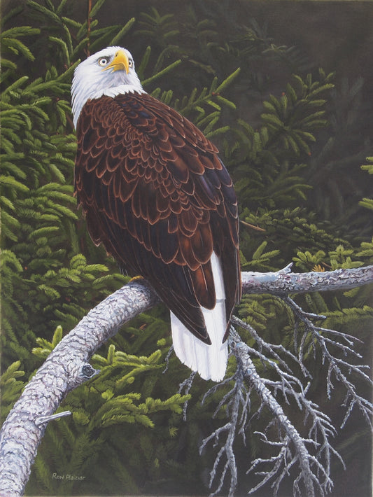 Stoic Pride - Bald Eagle - 24"x18"- SOLD- image 0