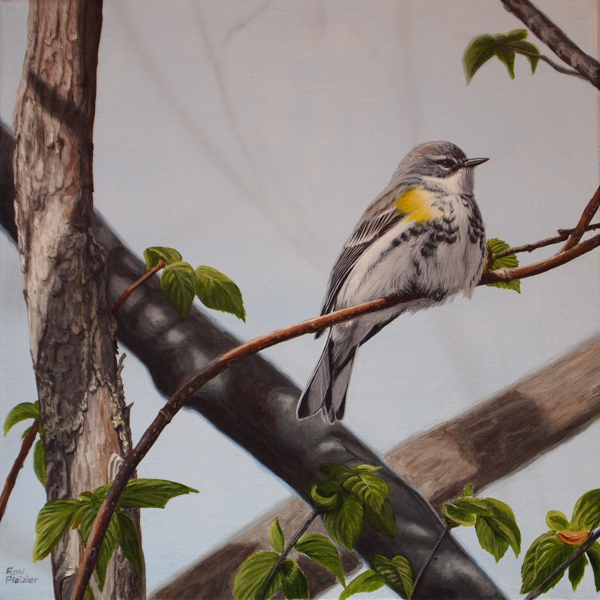 Yellow-rumped Warbler #1 12"x12" - Sold - image 0