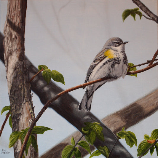 Yellow-rumped Warbler #1 12"x12" - Sold - image 0