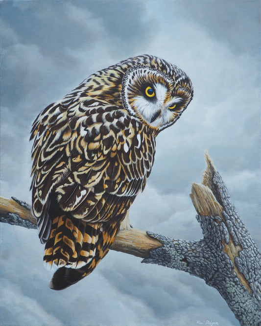 Tempest - Short Eared Owl - Sold - image 0
