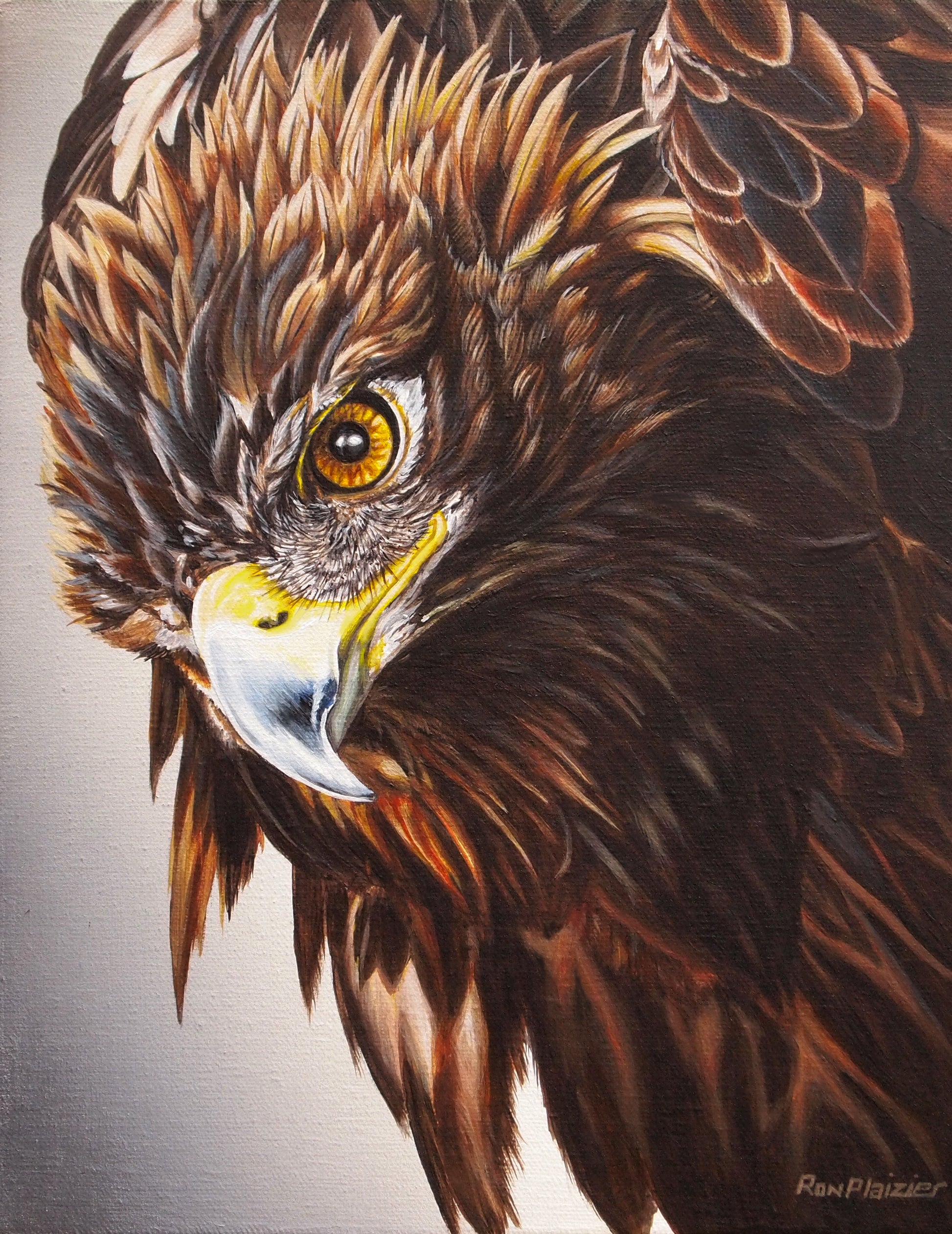Intense Outlook - Golden Eagle - SOLD - image 0