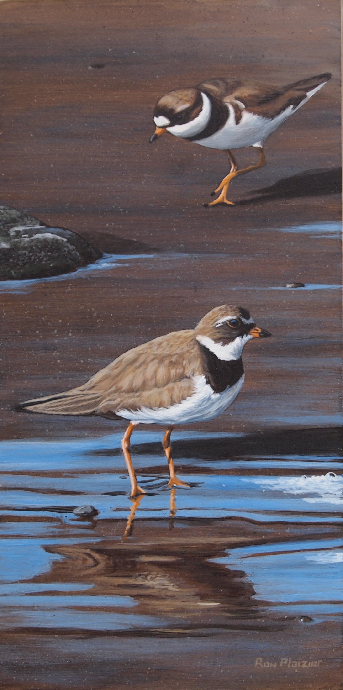 Semipalmated Plovers - 6"x12"  - SOLD - image 0