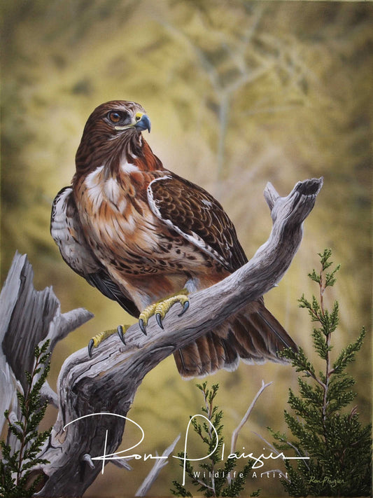 Woodland Sentry - 24"x18" original framed image 0