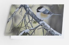 Chickadee-dee-dee - Card image 0