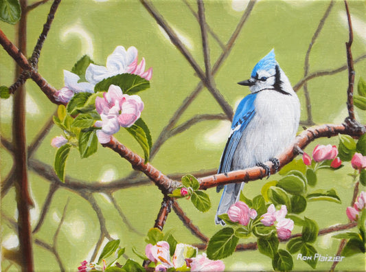 Apple Blossom Jay - 12"x9" - Sold - image 0