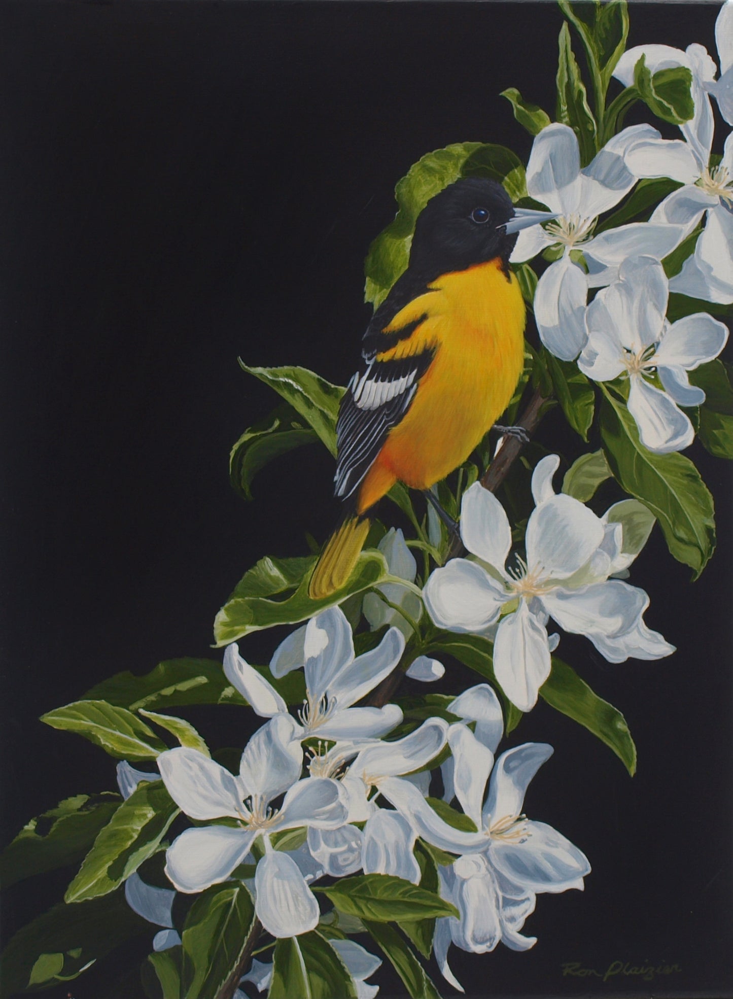 Morning Oriole - Sold - image 0