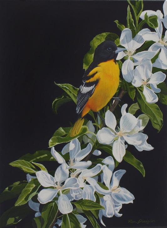 Morning Oriole - Sold - image 0