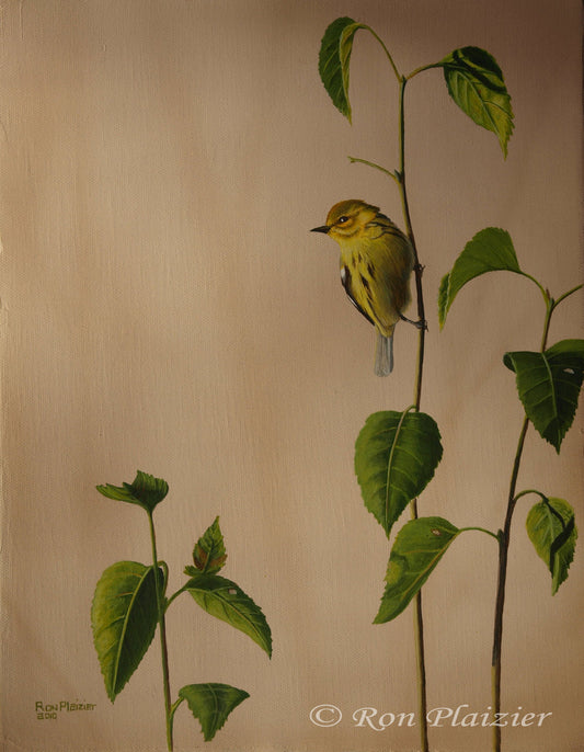 Yellow Warbler 14"x11"- Sold image 0