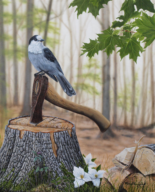 Canada Jay (Whiskey Jack) - 20" x 16" image 0