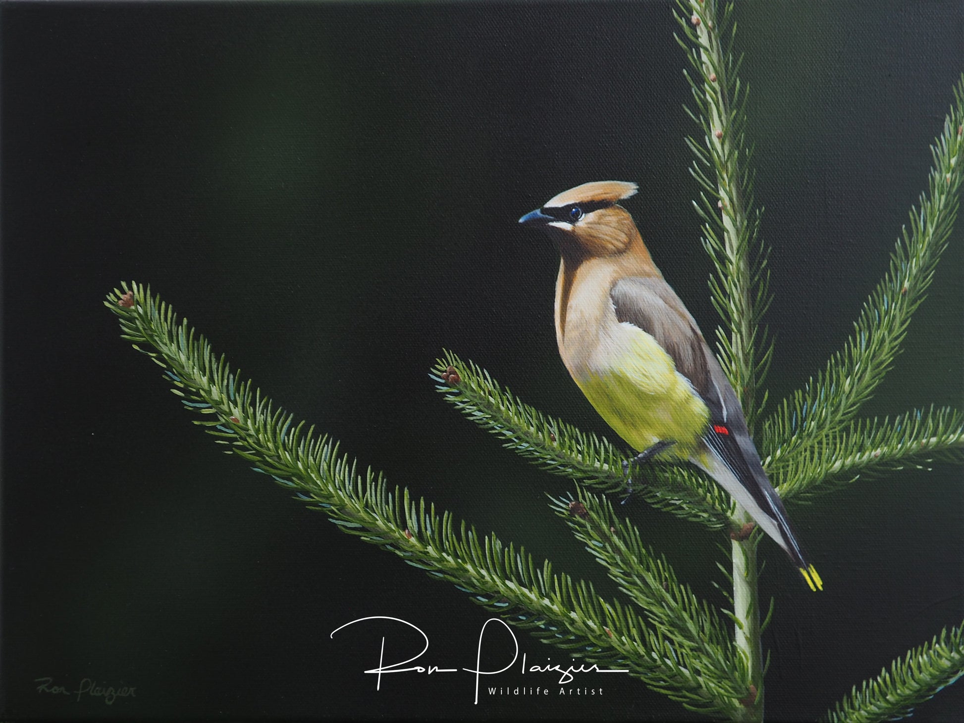 Cedar Waxwing - Original 12"x16" -Sold- image 0