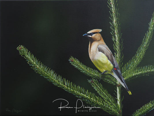 Cedar Waxwing - Original 12"x16" -Sold- image 0