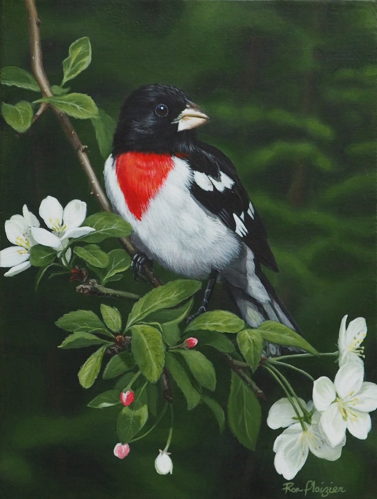 Blossom Perch - Rose Breasted Grosbeak