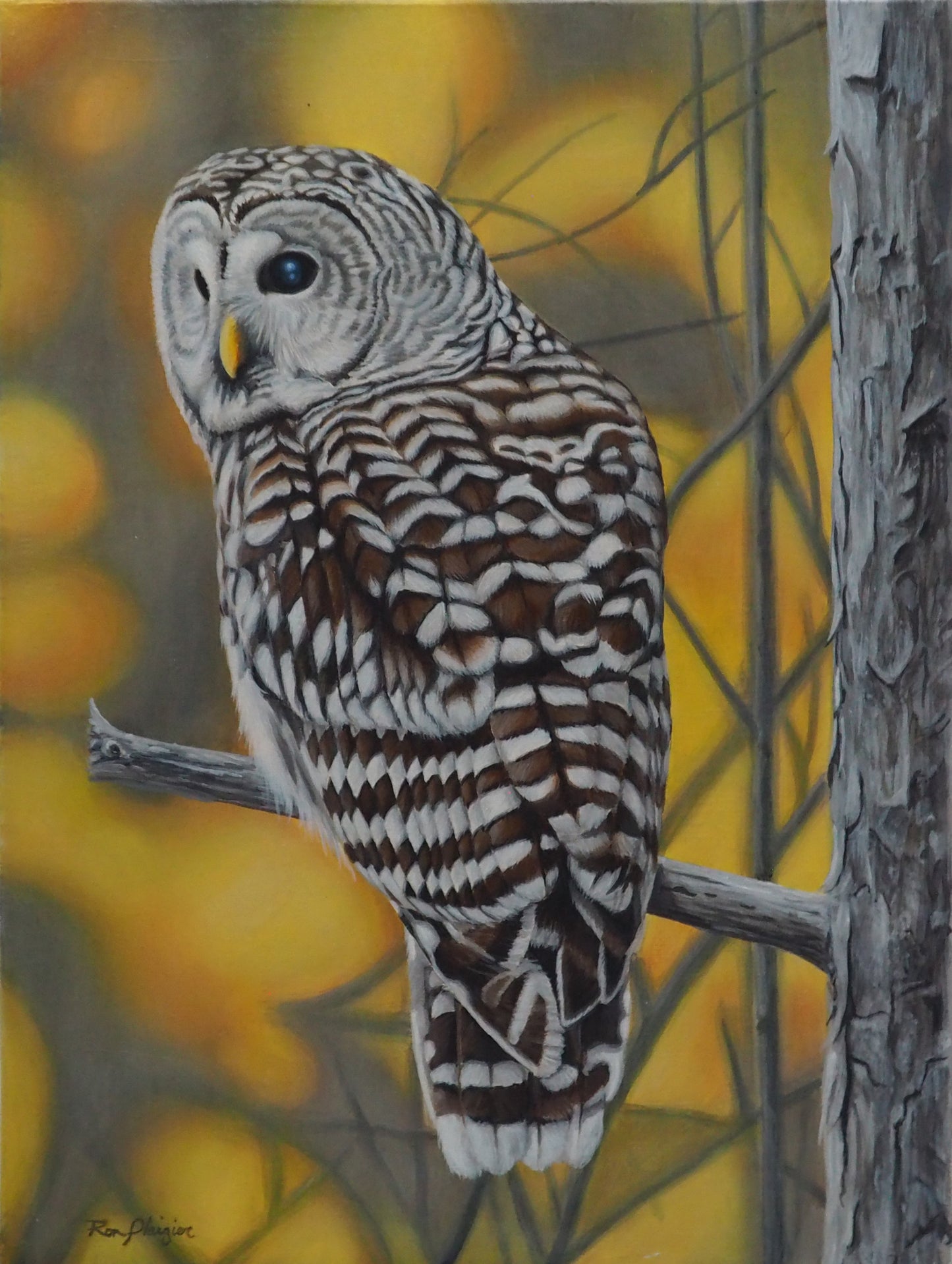 Watcher in the Woods - 16"x12" Original Framed