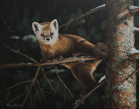 Winter Watcher - Algonquin Pine Marten