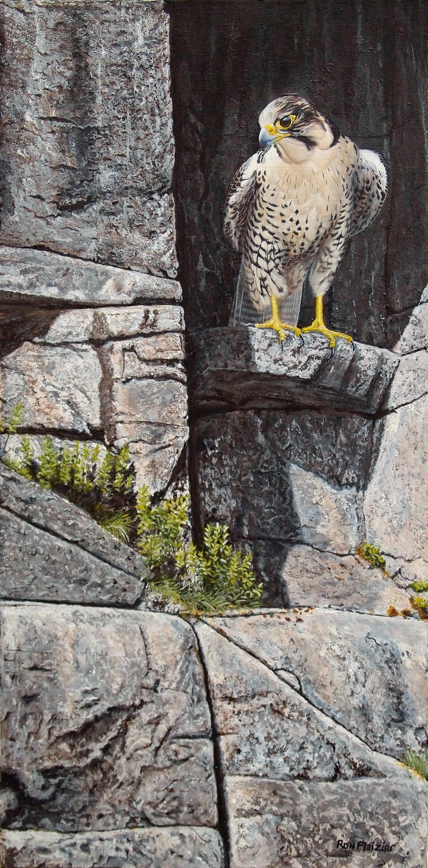 Cliff Hanger - Peregrine Falcon 30"x15" -SOLD- image 0