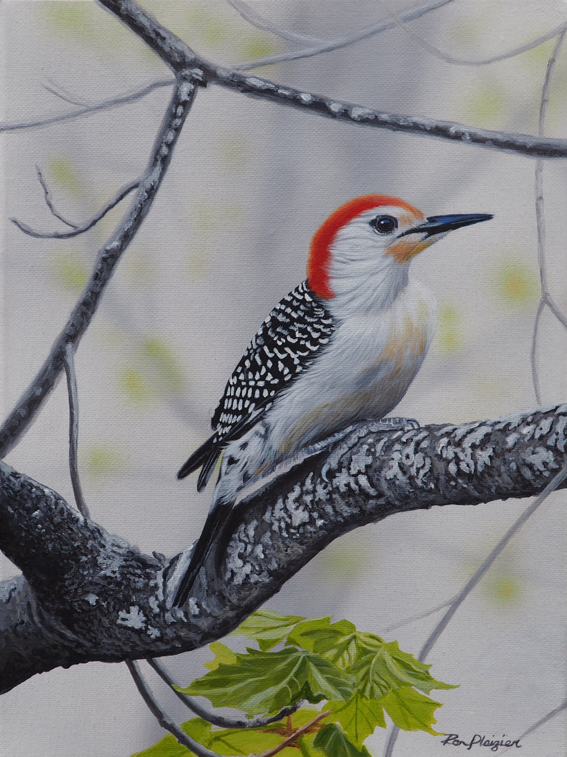 Red-bellied Woodpecker - 12"x9" -Sold- image 0