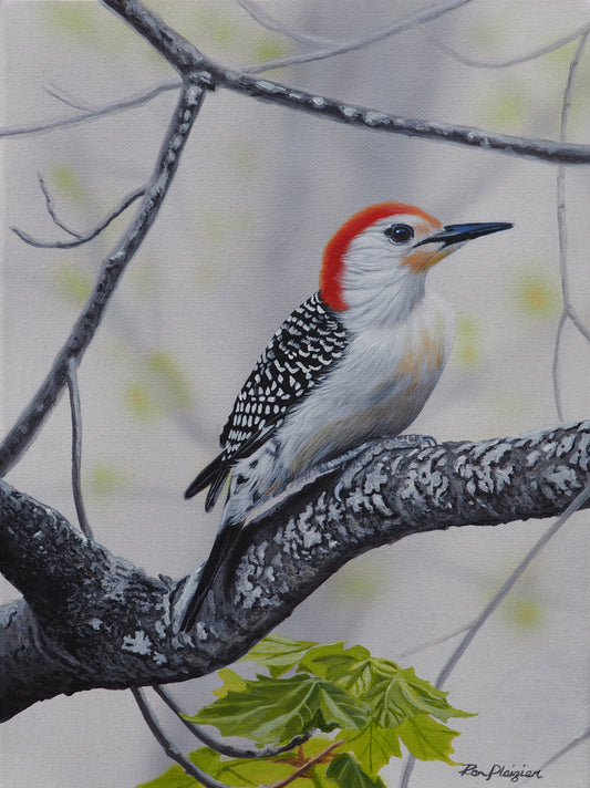 Red-bellied Woodpecker - 12"x9" -Sold- image 0