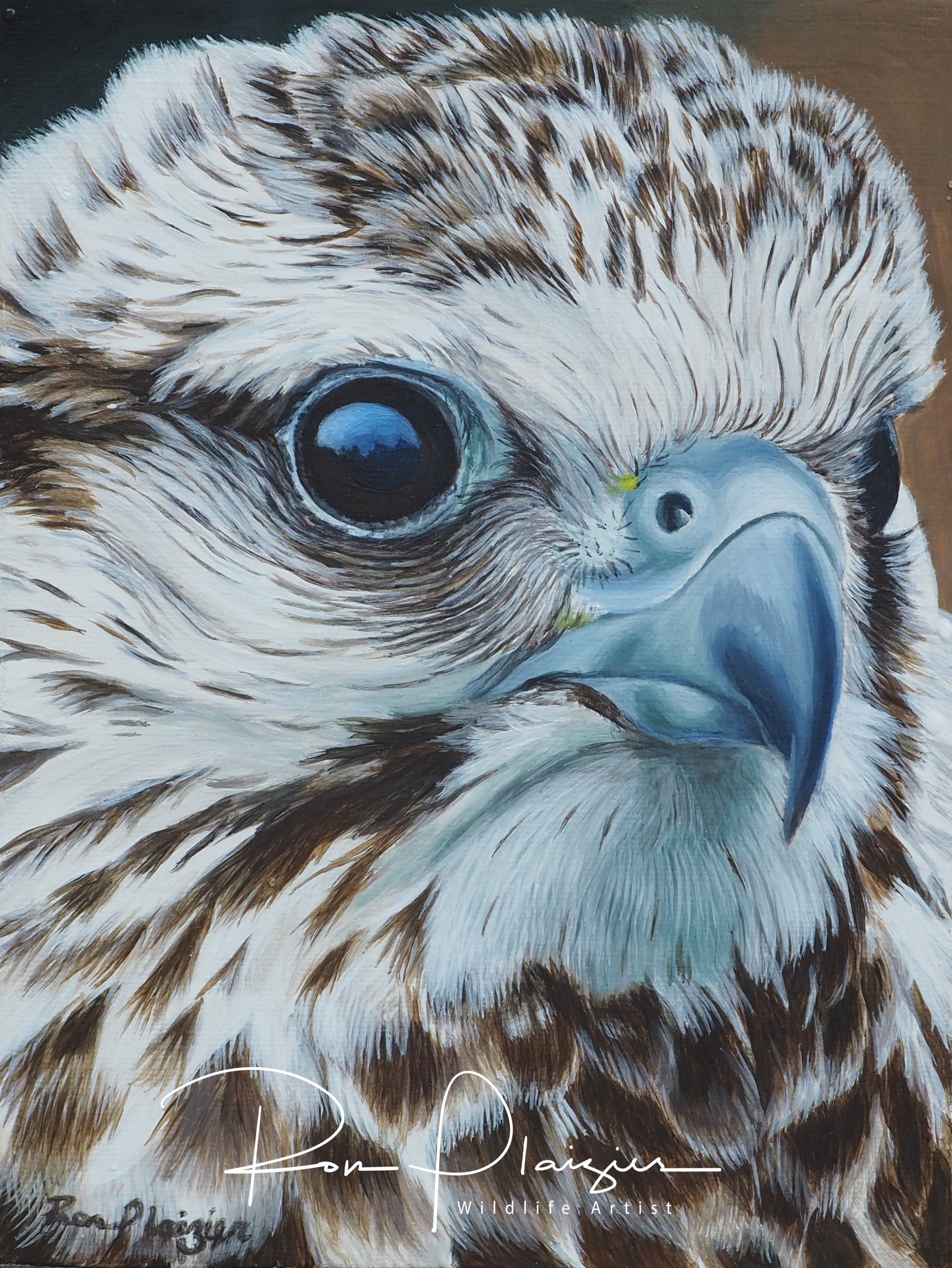 Saker Falcon Study - 8"x6"- Sold - image 0